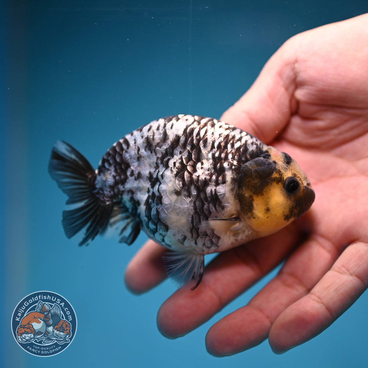 White Tiger Ranchu 3.5 inch Body (260918_RC01)
