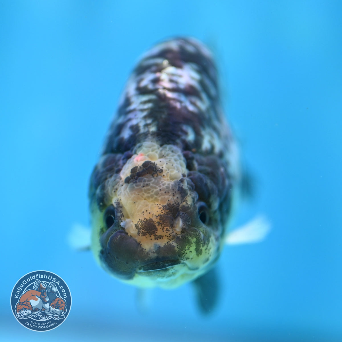 White Tiger Ranchu 3.5 inch Body (260918_RC01)