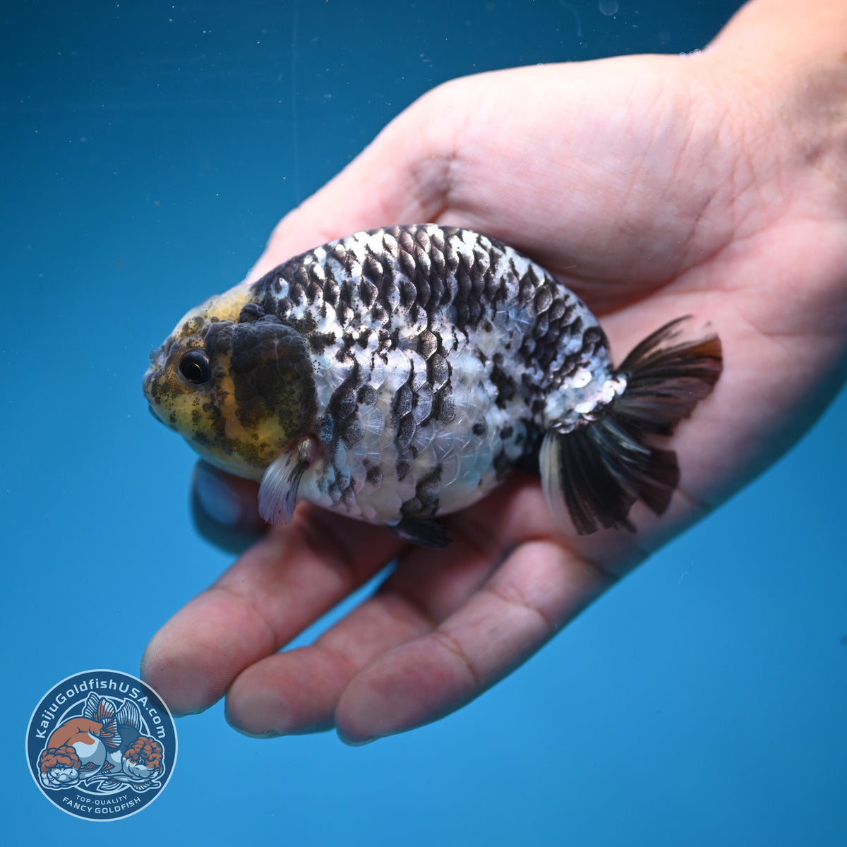 White Tiger Ranchu 3.5 inch Body (260918_RC01)