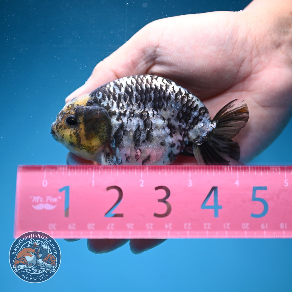 White Tiger Ranchu 3.5 inch Body (260918_RC01)