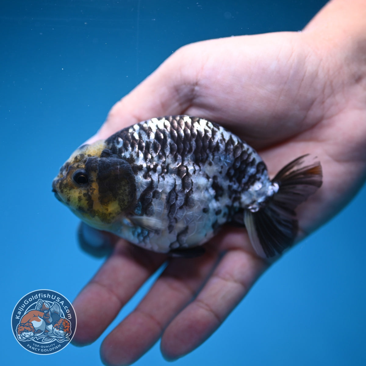 White Tiger Ranchu 3.5 inch Body (260918_RC01)