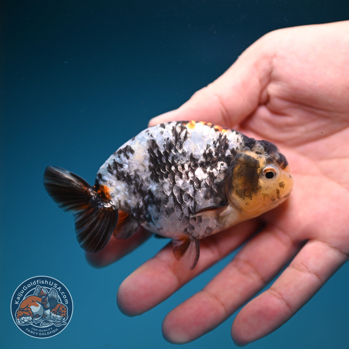 White Tiger Ranchu 3.5 inch Body (260918_RC04)