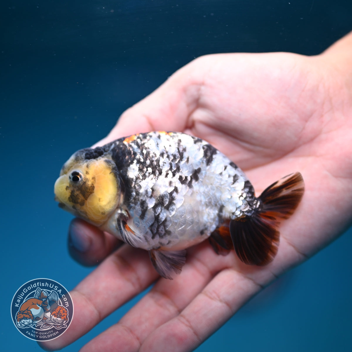 White Tiger Ranchu 3.5 inch Body (260918_RC04)