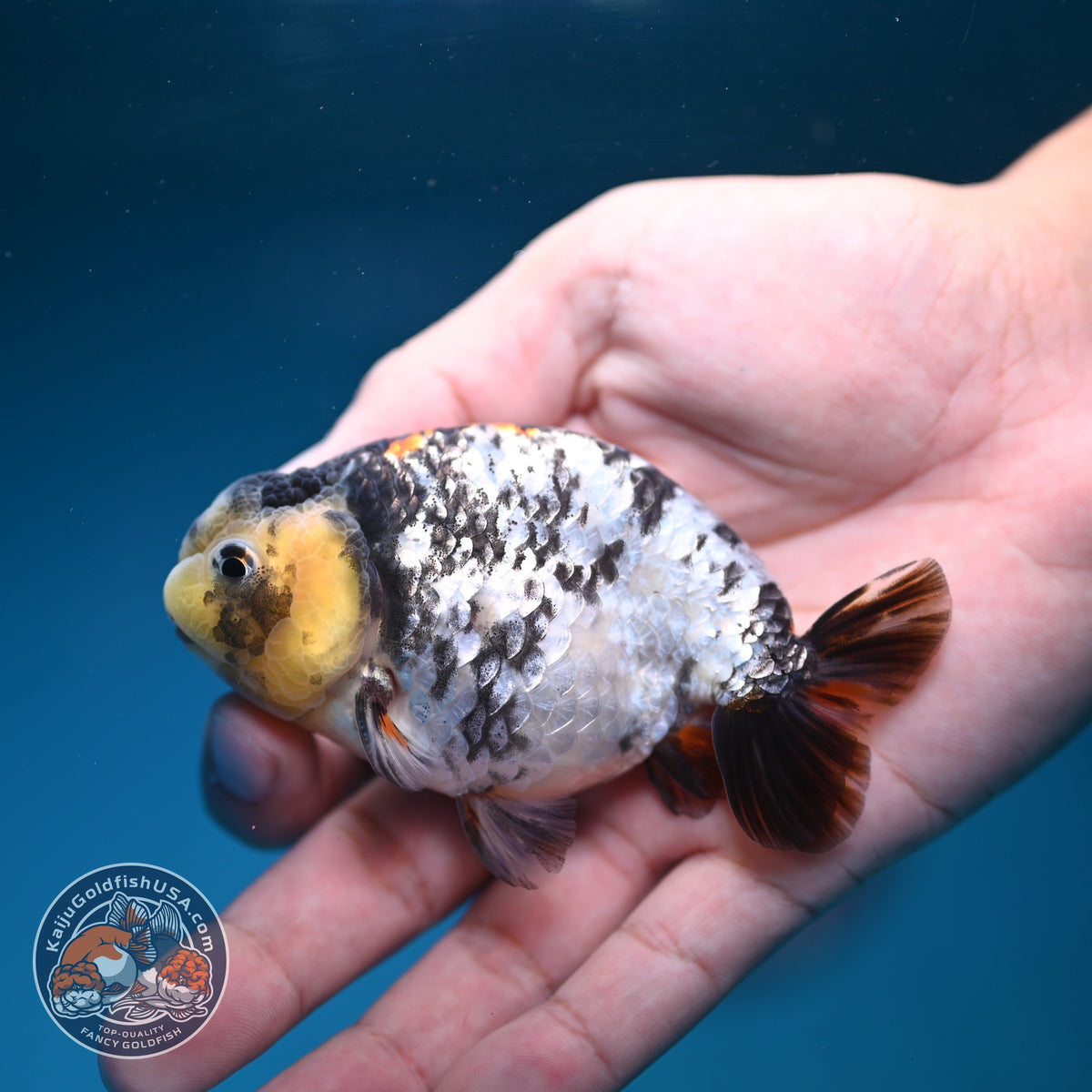 White Tiger Ranchu 3.5 inch Body (260918_RC04)