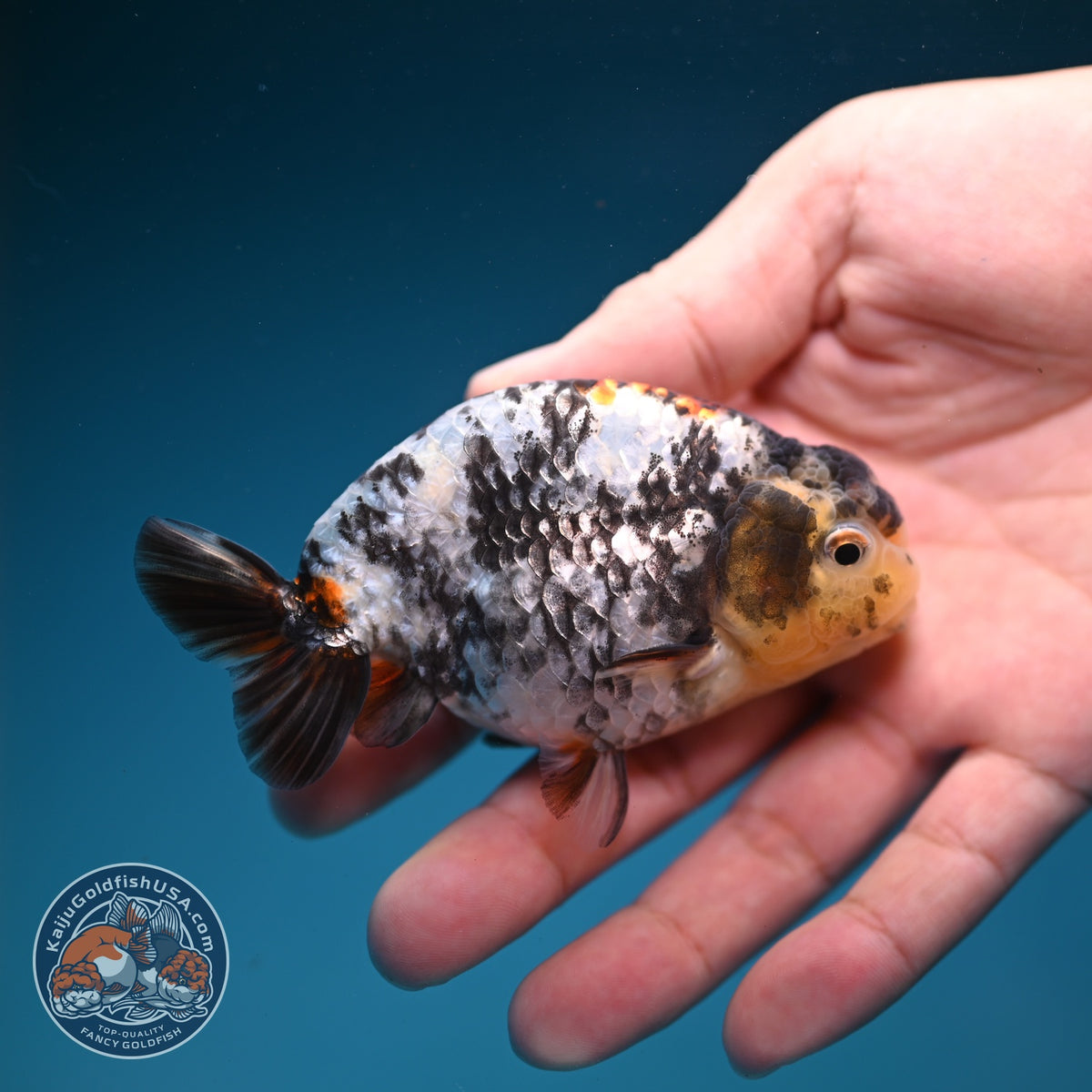 White Tiger Ranchu 3.5 inch Body (260918_RC04)