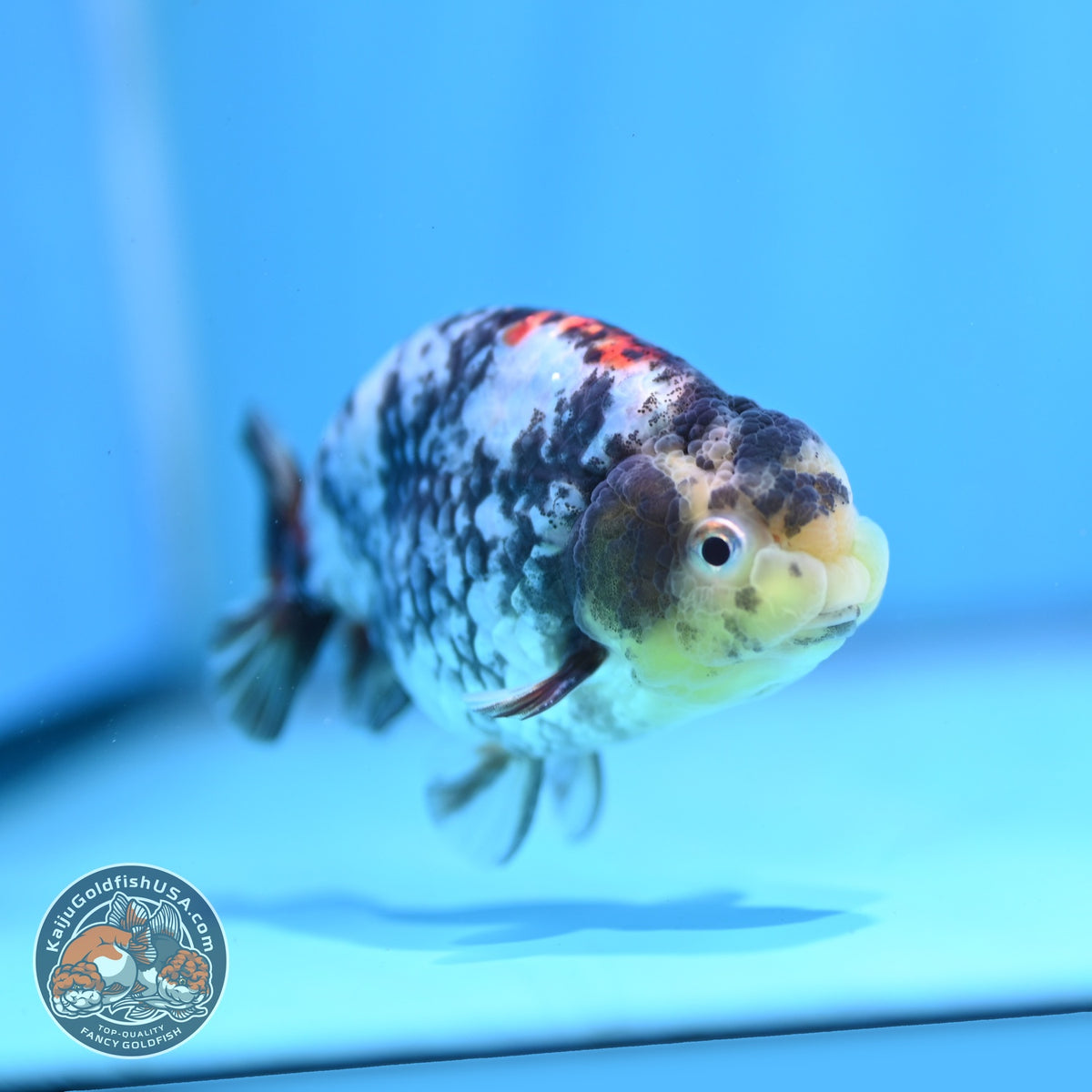 White Tiger Ranchu 3.5 inch Body (260918_RC04)