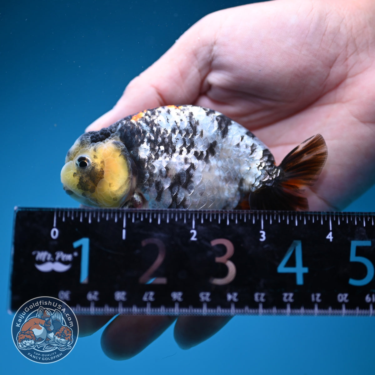 White Tiger Ranchu 3.5 inch Body (260918_RC04)