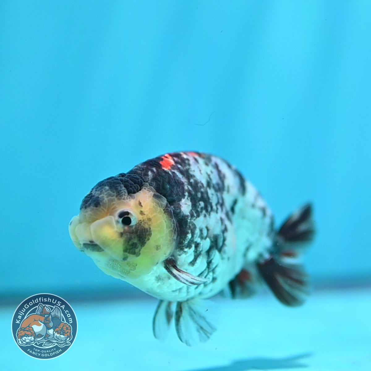 White Tiger Ranchu 3.5 inch Body (260918_RC04)