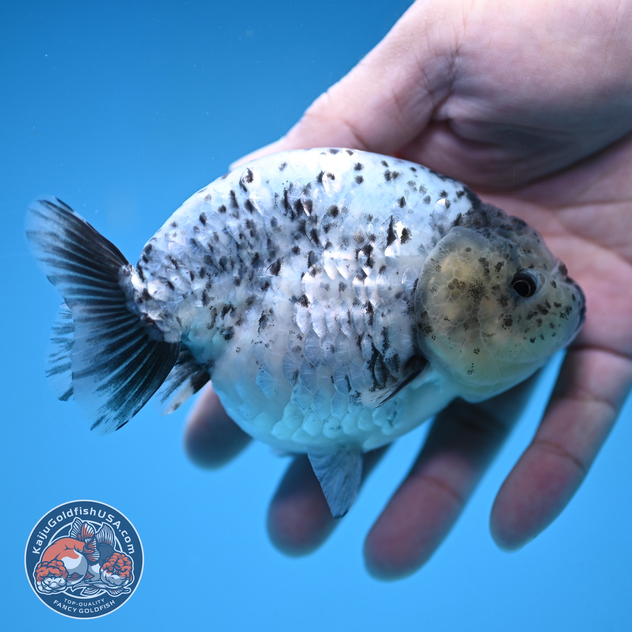 White Tiger Ranchu 4 inch Body (251017_RC06) – Kaiju Goldfish USA