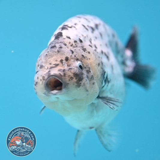 White Tiger Ranchu 4 inch Body (251017_RC06)