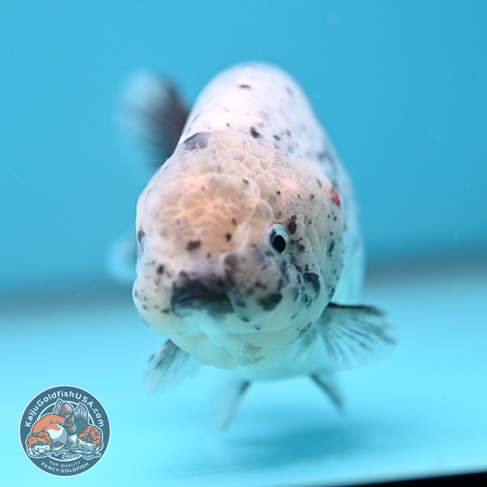 White Tiger Ranchu 4 inch Body (251017_RC07) – Kaiju Goldfish USA