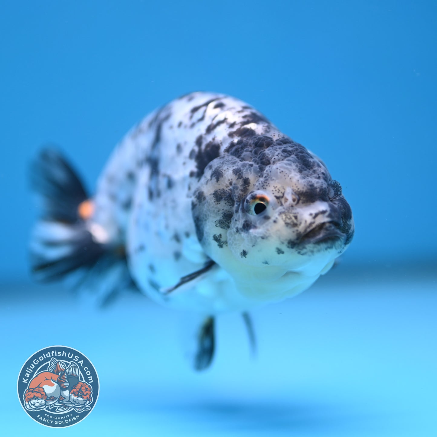 White Tiger Ranchu 4 inch Body (251114_RC02)