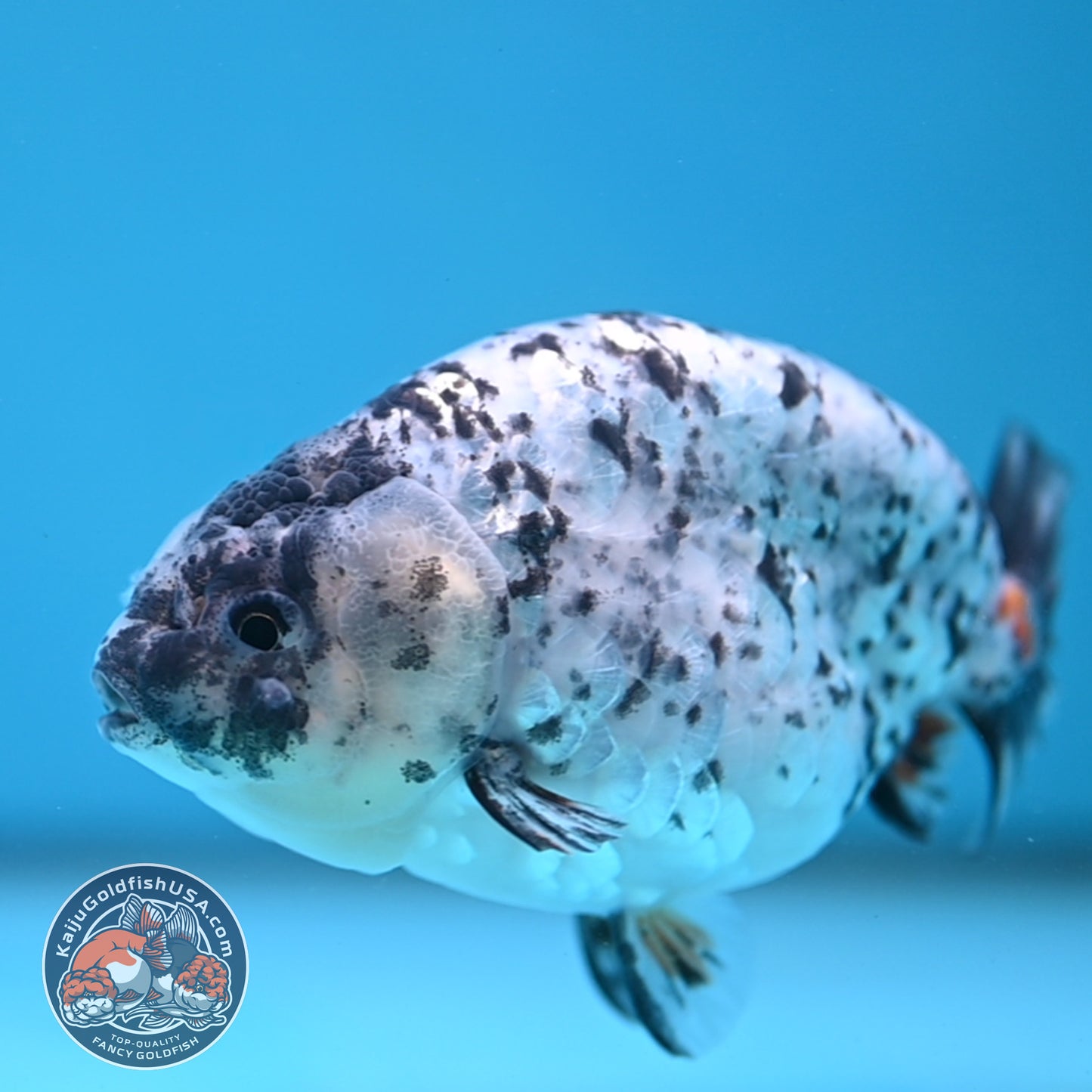 White Tiger Ranchu 4 inch Body (251114_RC02)