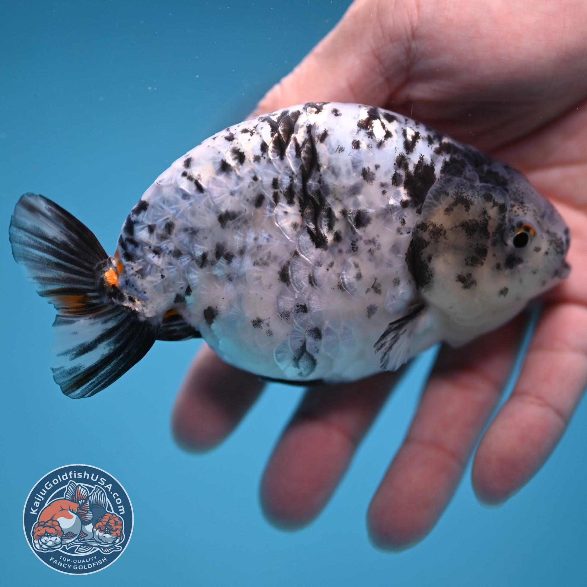 White Tiger Ranchu 4 inch Body (251114_RC02)