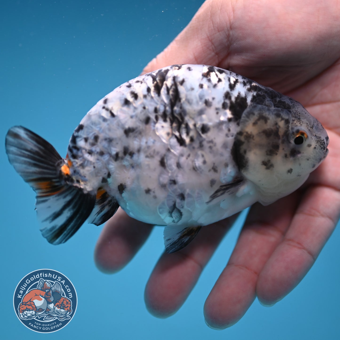 White Tiger Ranchu 4 inch Body (251114_RC02)