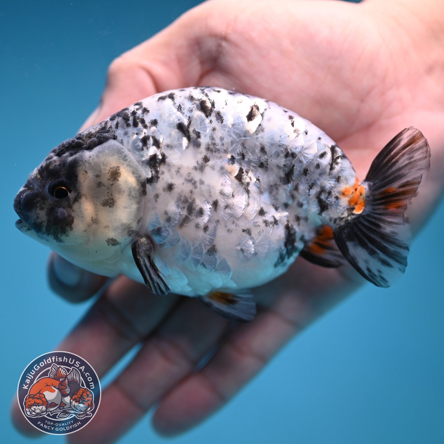 White Tiger Ranchu 4 inch Body (251114_RC02)