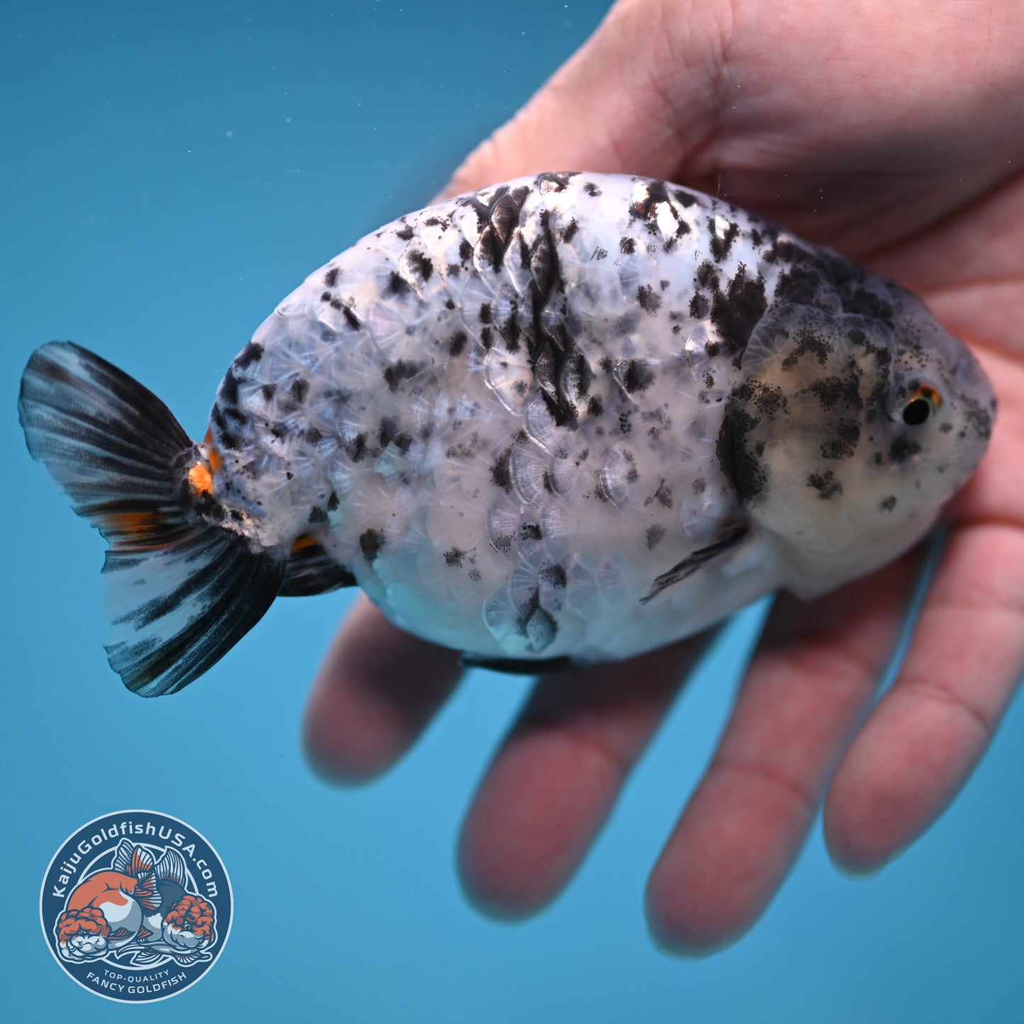 White Tiger Ranchu 4 inch Body (251114_RC02)