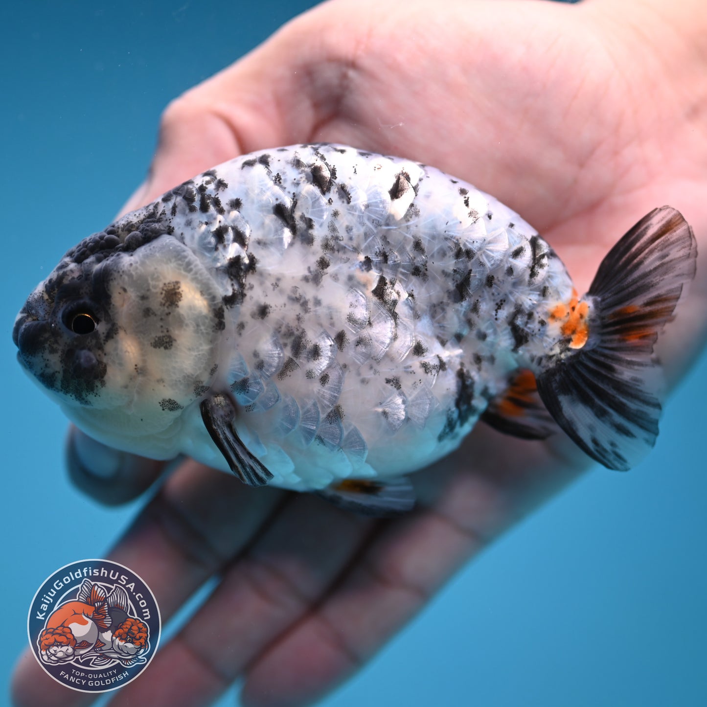 White Tiger Ranchu 4 inch Body (251114_RC02)