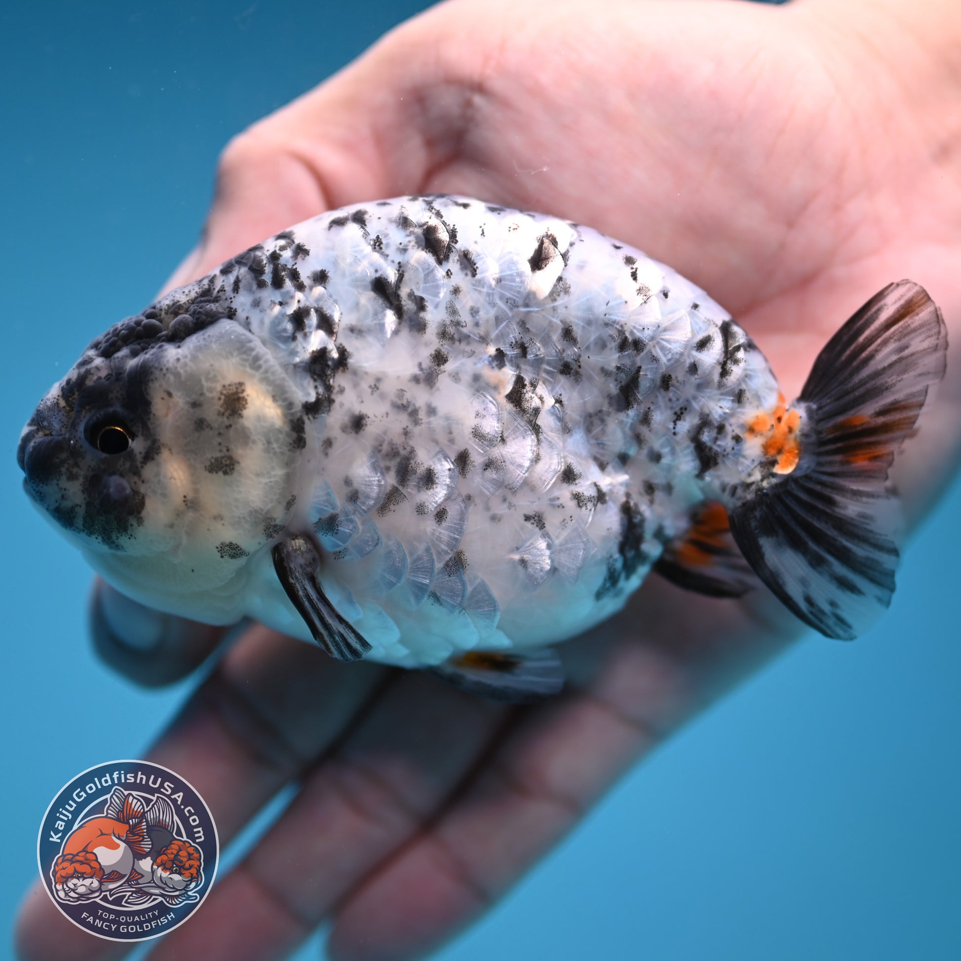 White Tiger Ranchu 4 inch Body (251114_RC02)