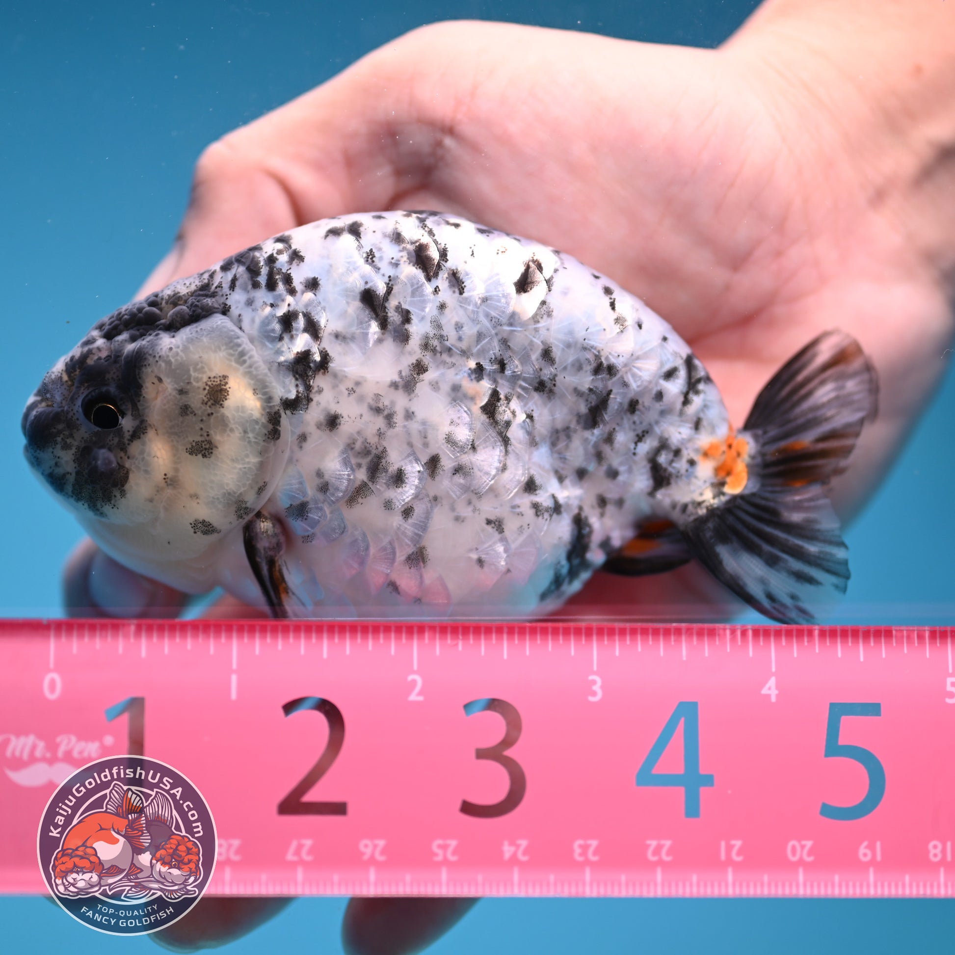 White Tiger Ranchu 4 inch Body (251114_RC02)