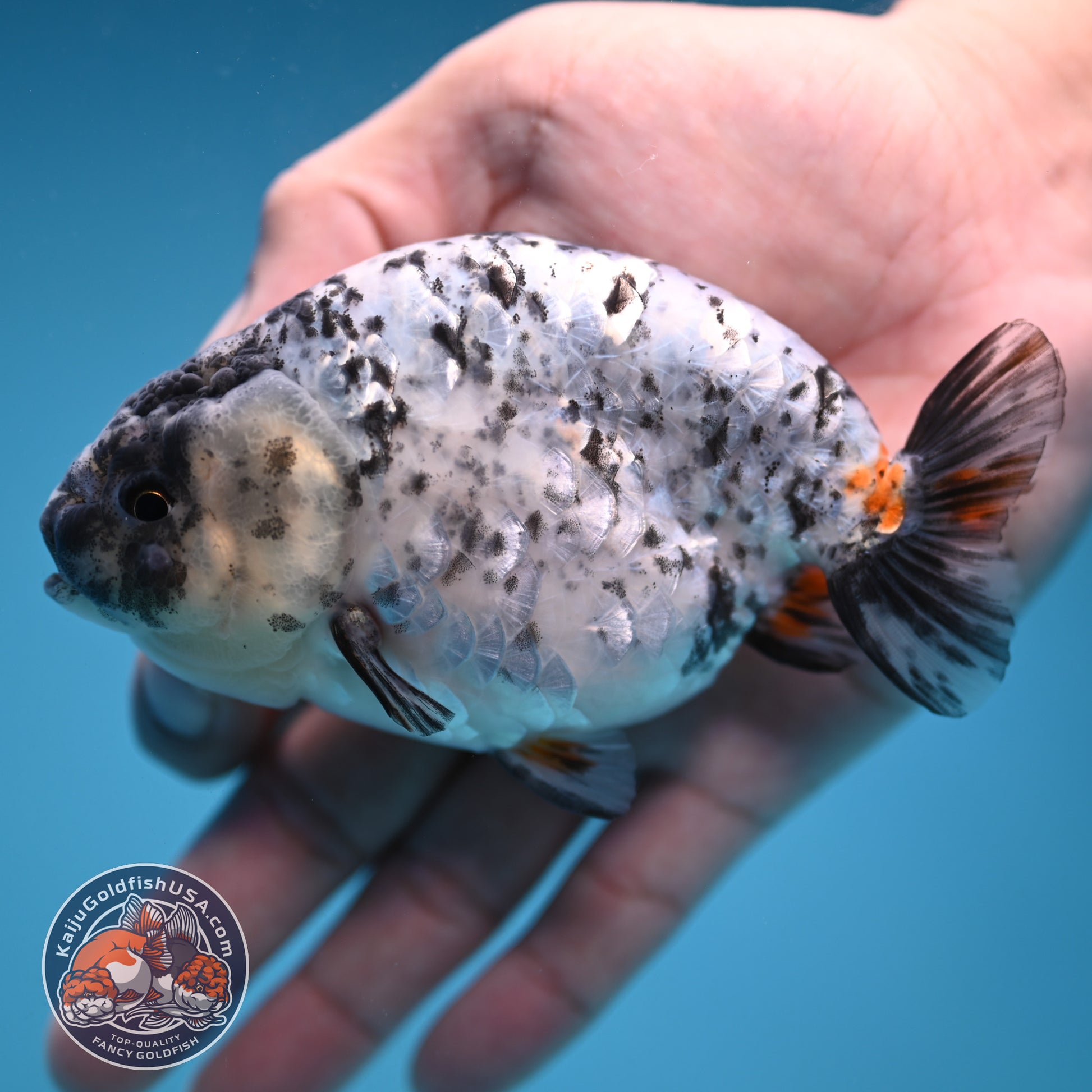 White Tiger Ranchu 4 inch Body (251114_RC02)