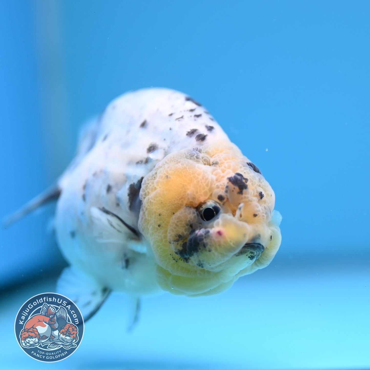 White Tiger Ranchu 4 inch Body (251114_RC04)