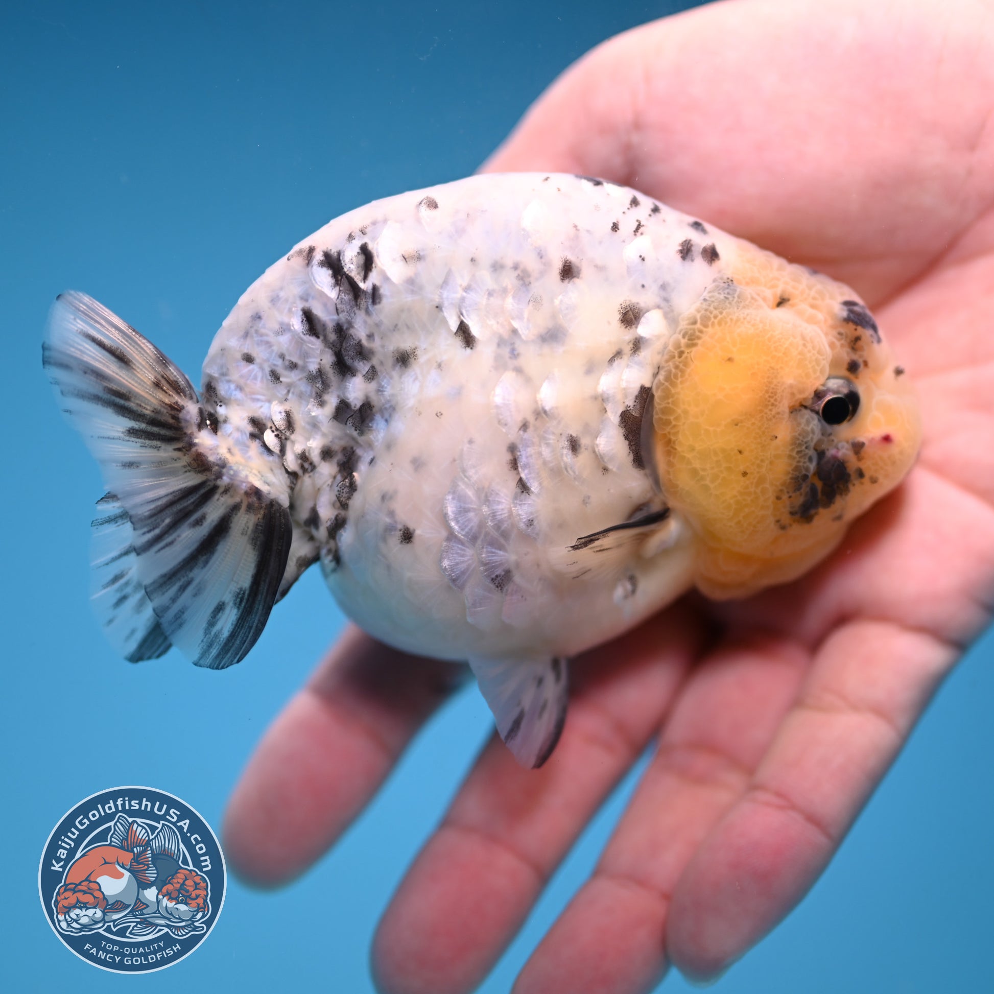 White Tiger Ranchu 4 inch Body (251114_RC04)