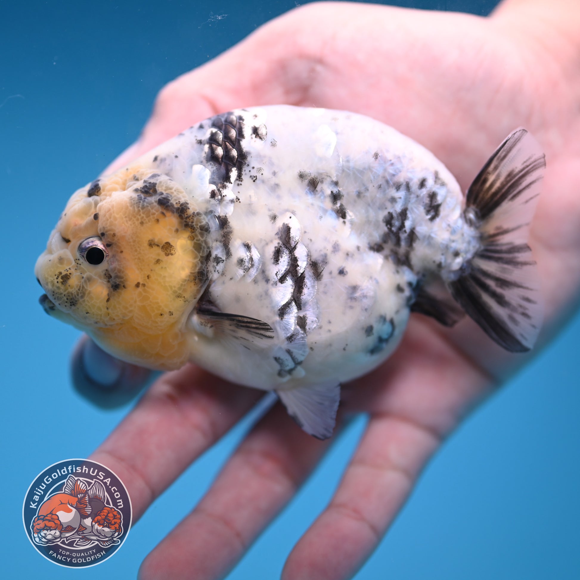 White Tiger Ranchu 4 inch Body (251114_RC04)