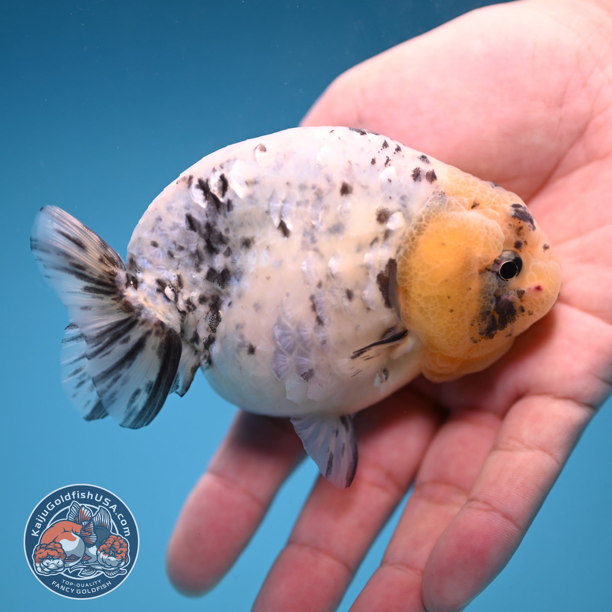 White Tiger Ranchu 4 inch Body (251114_RC04)