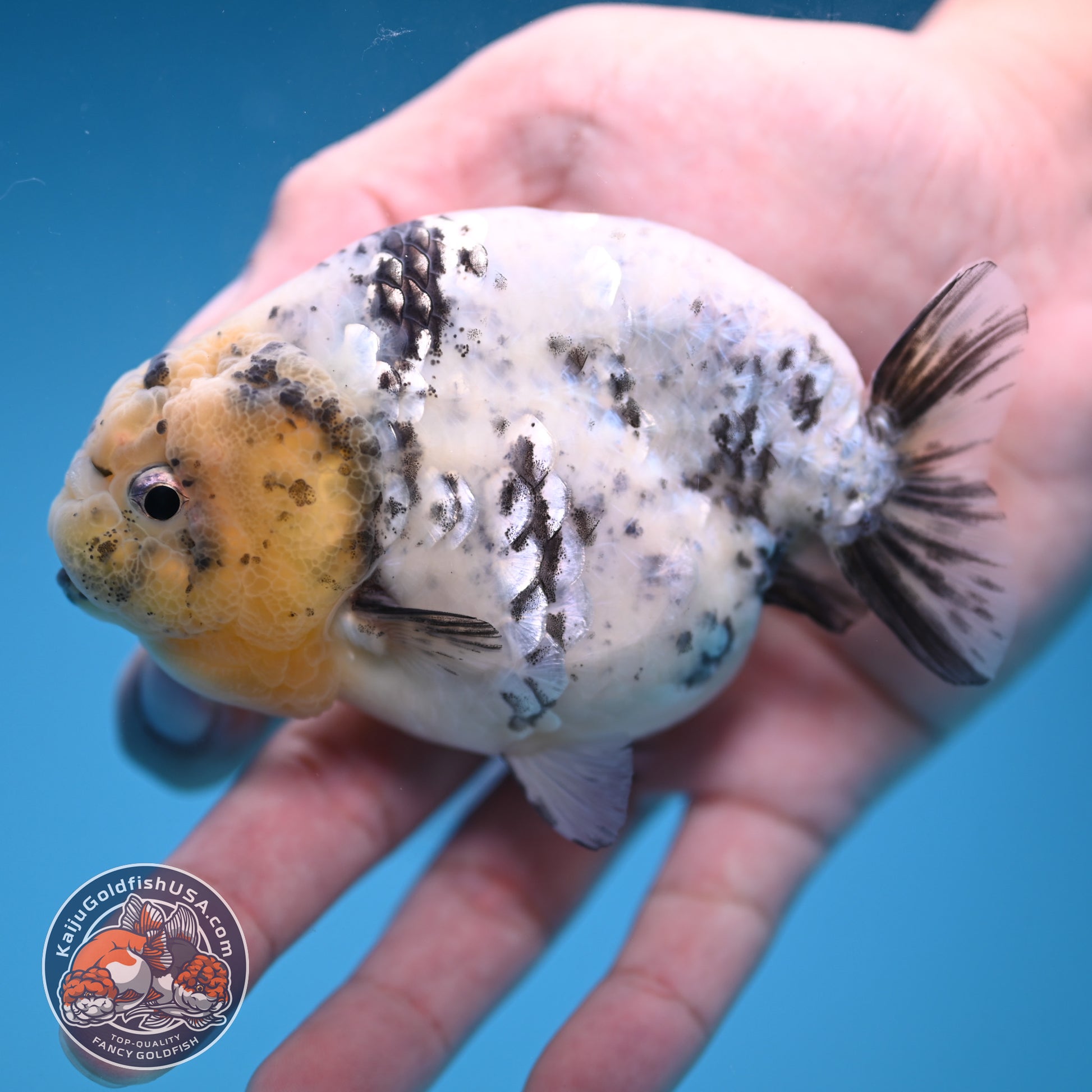 White Tiger Ranchu 4 inch Body (251114_RC04)