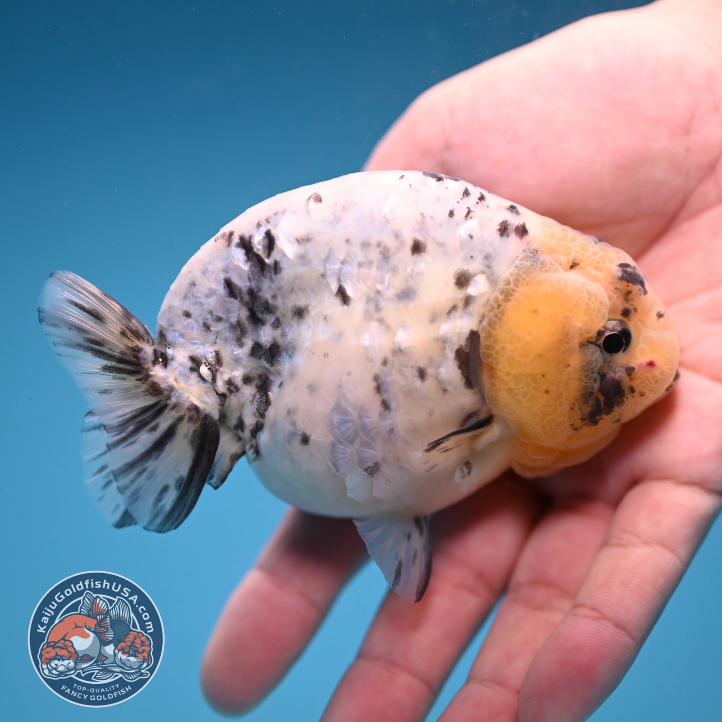 White Tiger Ranchu 4 inch Body (251114_RC04)