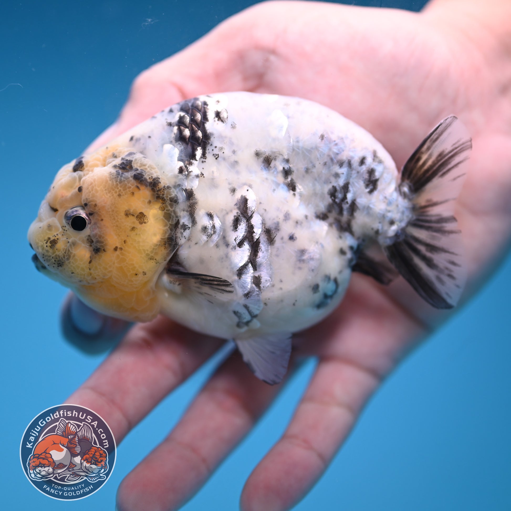 White Tiger Ranchu 4 inch Body (251114_RC04)