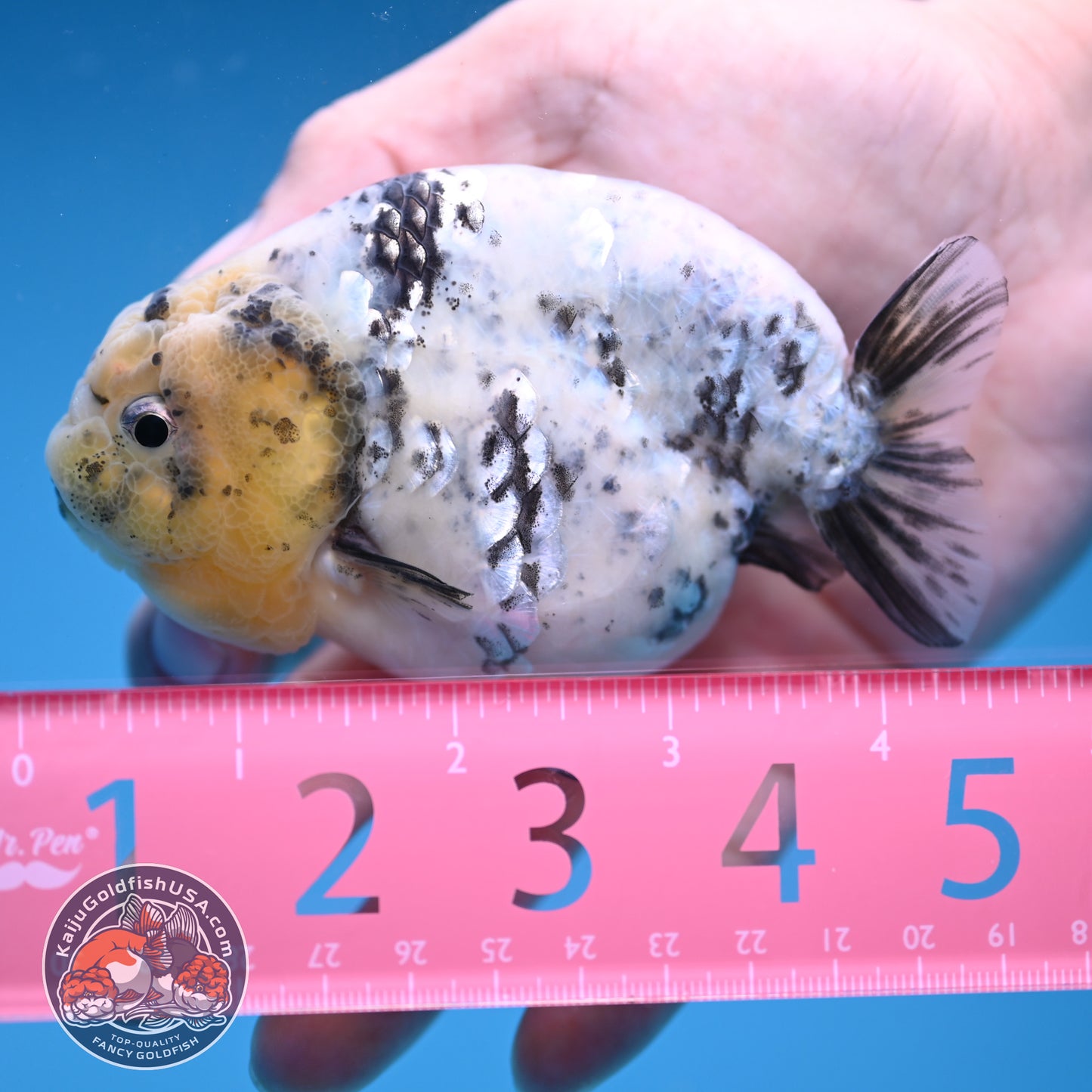 White Tiger Ranchu 4 inch Body (251114_RC04)