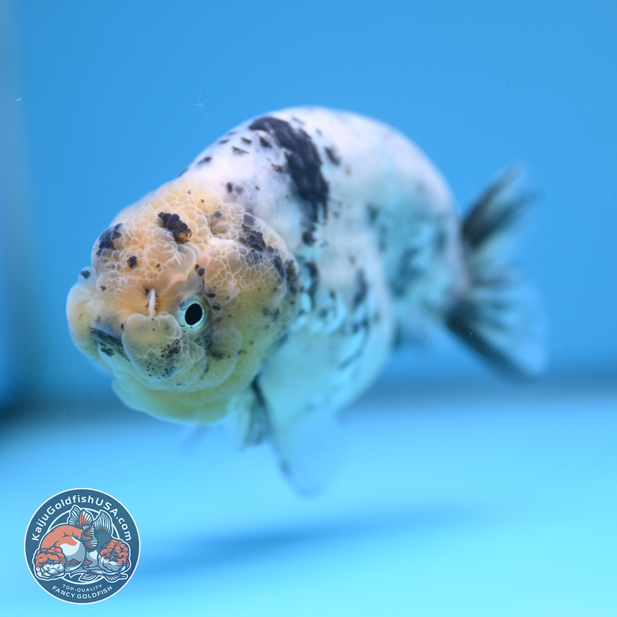 White Tiger Ranchu 4 inch Body (251114_RC04) – Kaiju Goldfish USA