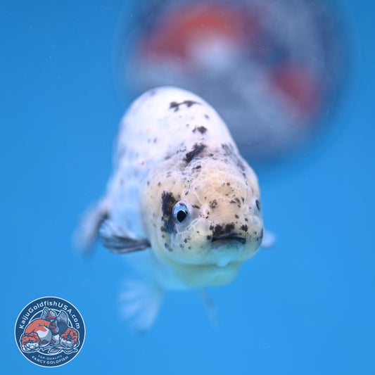 White Tiger Ranchu 4 inch Body (251114_RC06)