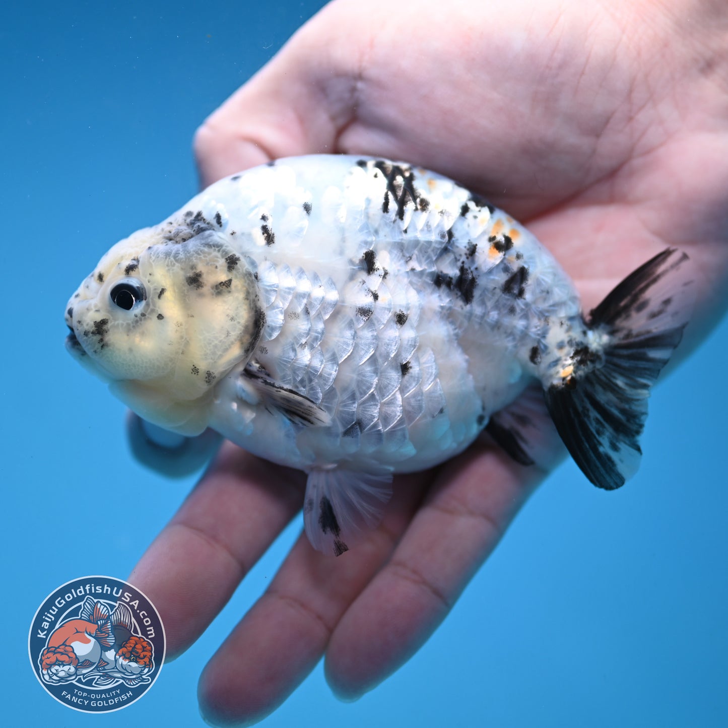 White Tiger Ranchu 4 inch Body (251114_RC06)
