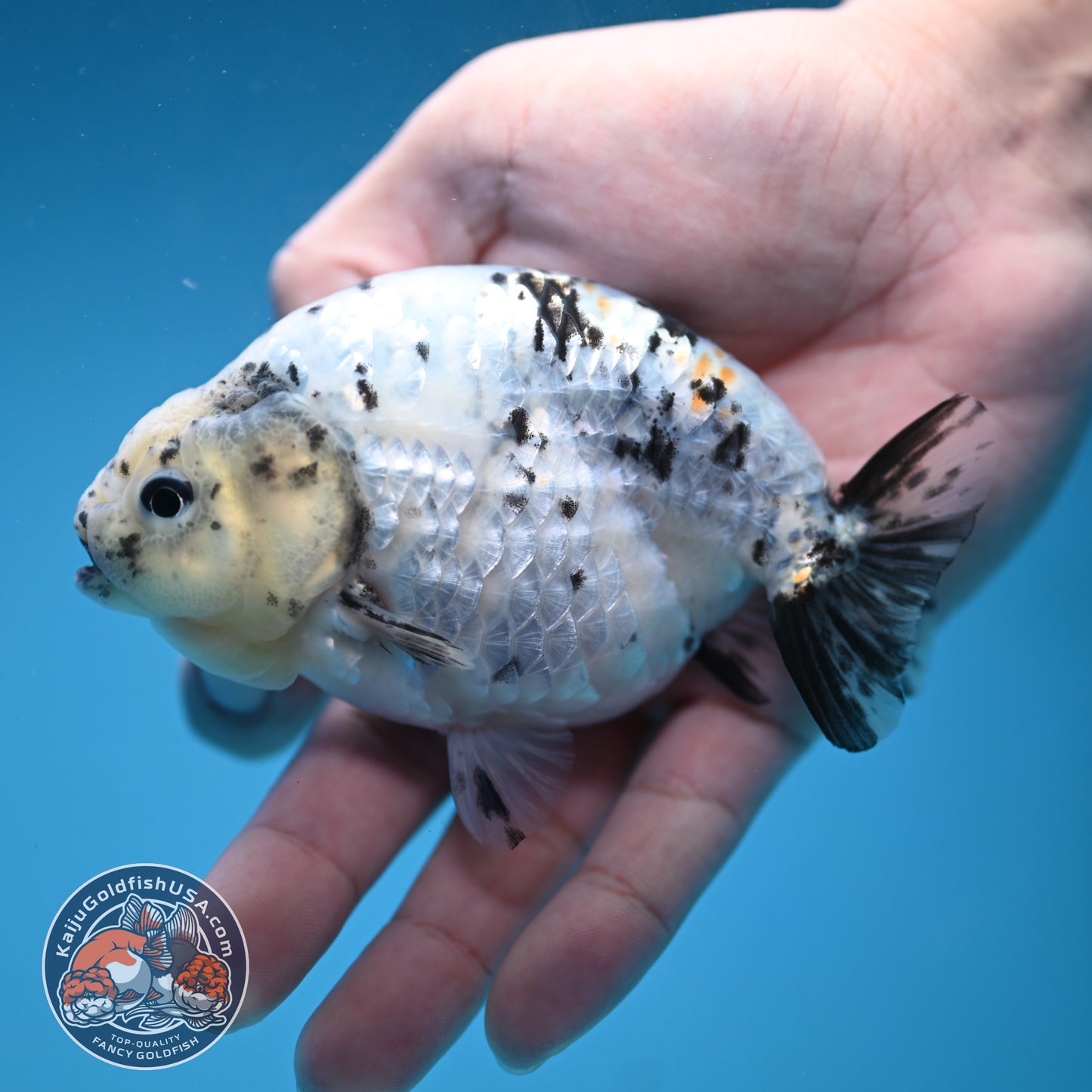 White Tiger Ranchu 4 inch Body (251114_RC06)