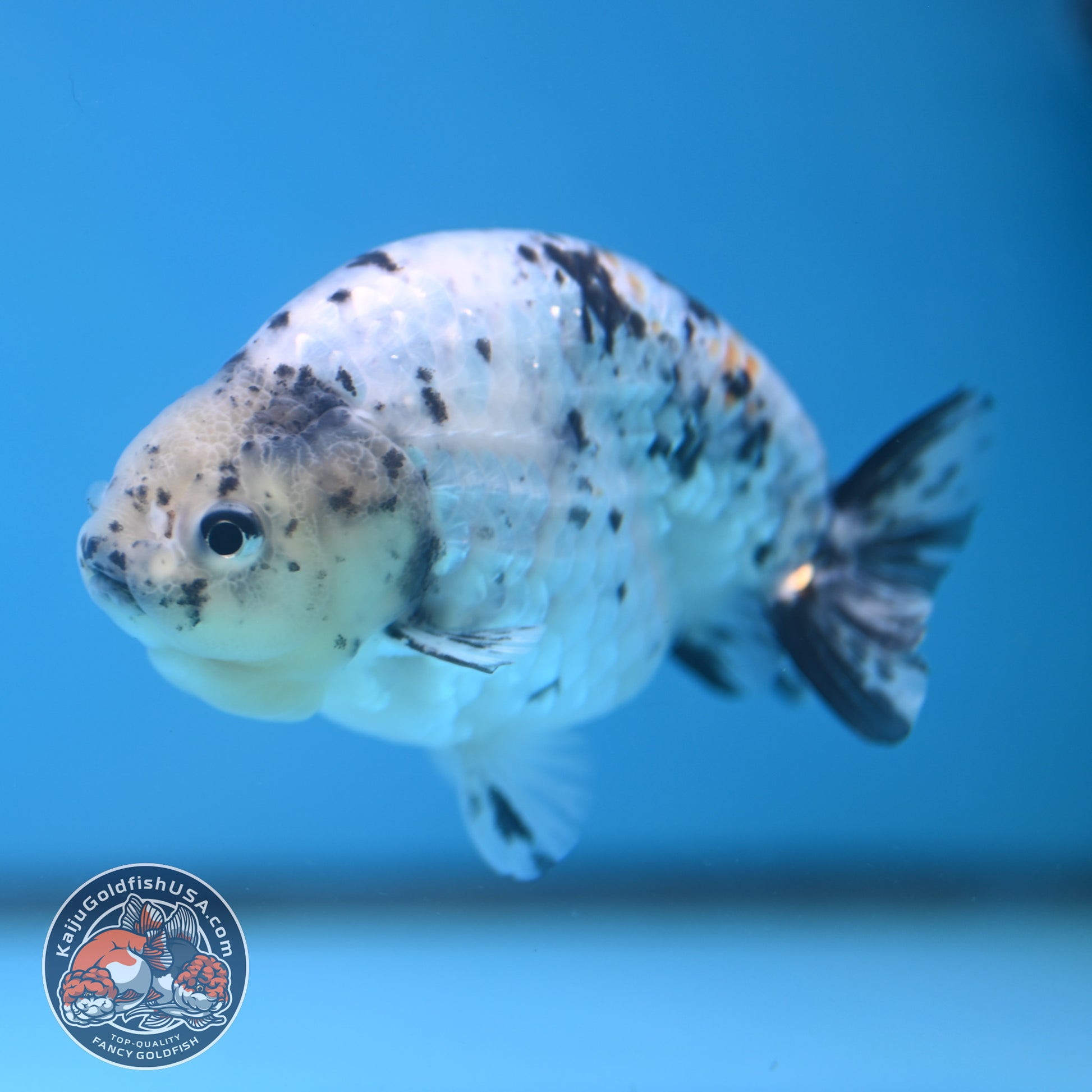 White Tiger Ranchu 4 inch Body (251114_RC06)