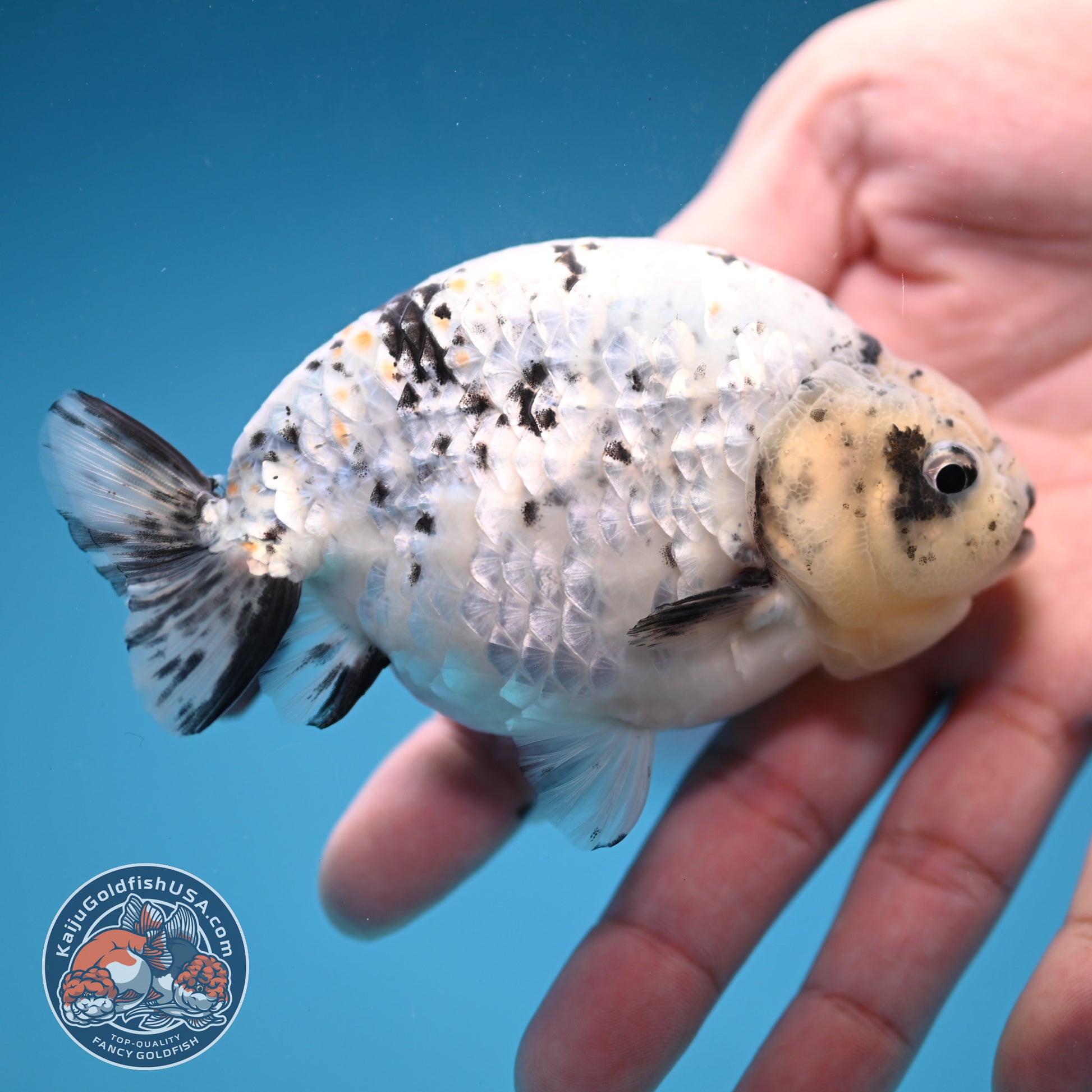 White Tiger Ranchu 4 inch Body (251114_RC06)