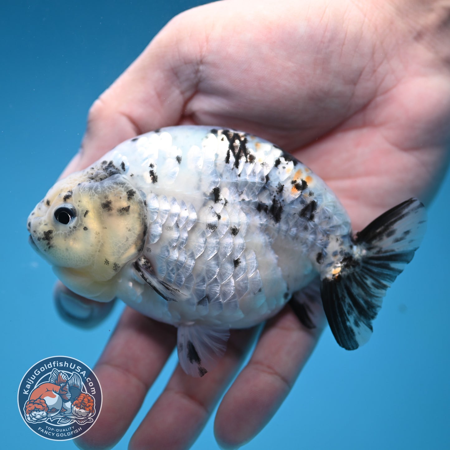 White Tiger Ranchu 4 inch Body (251114_RC06)
