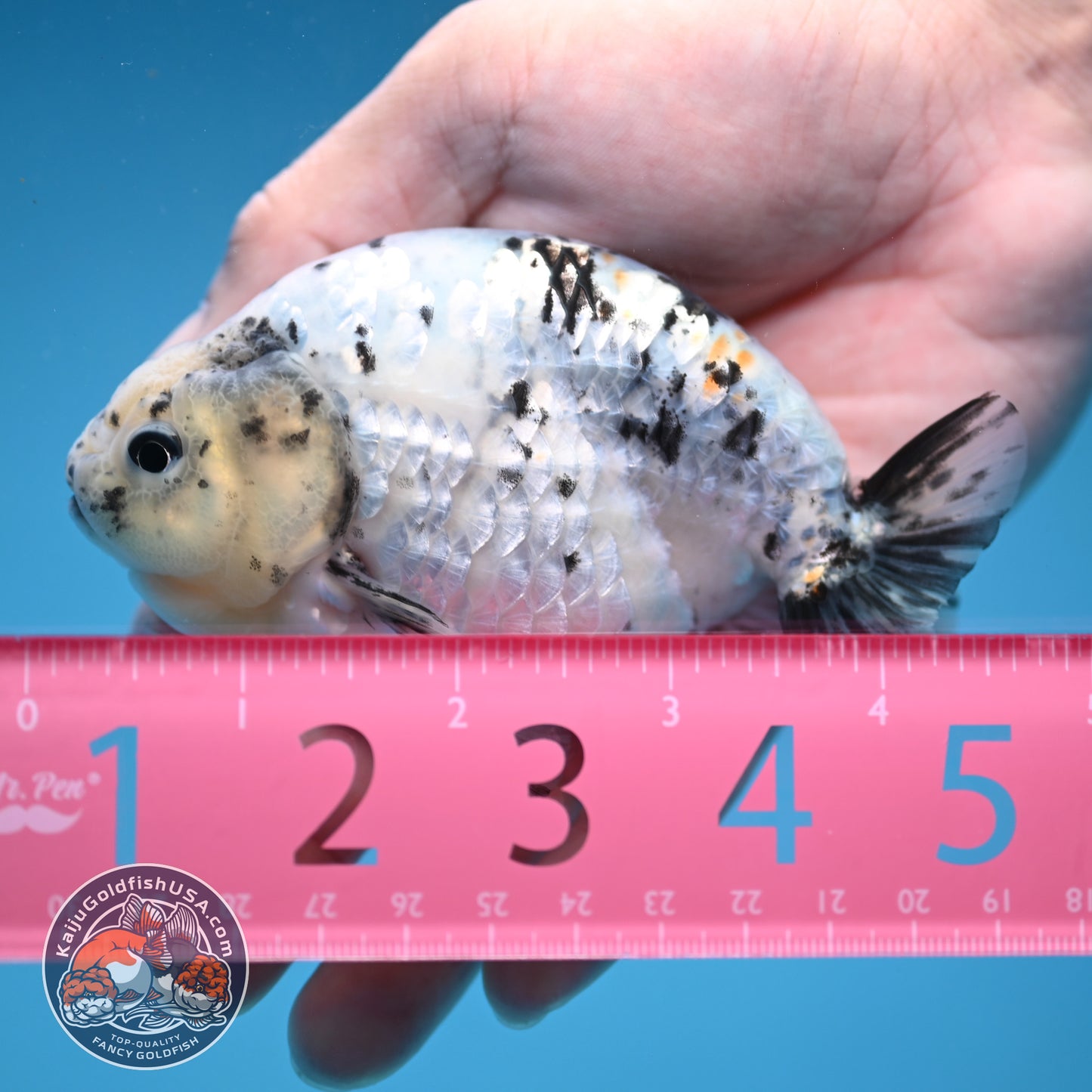 White Tiger Ranchu 4 inch Body (251114_RC06)