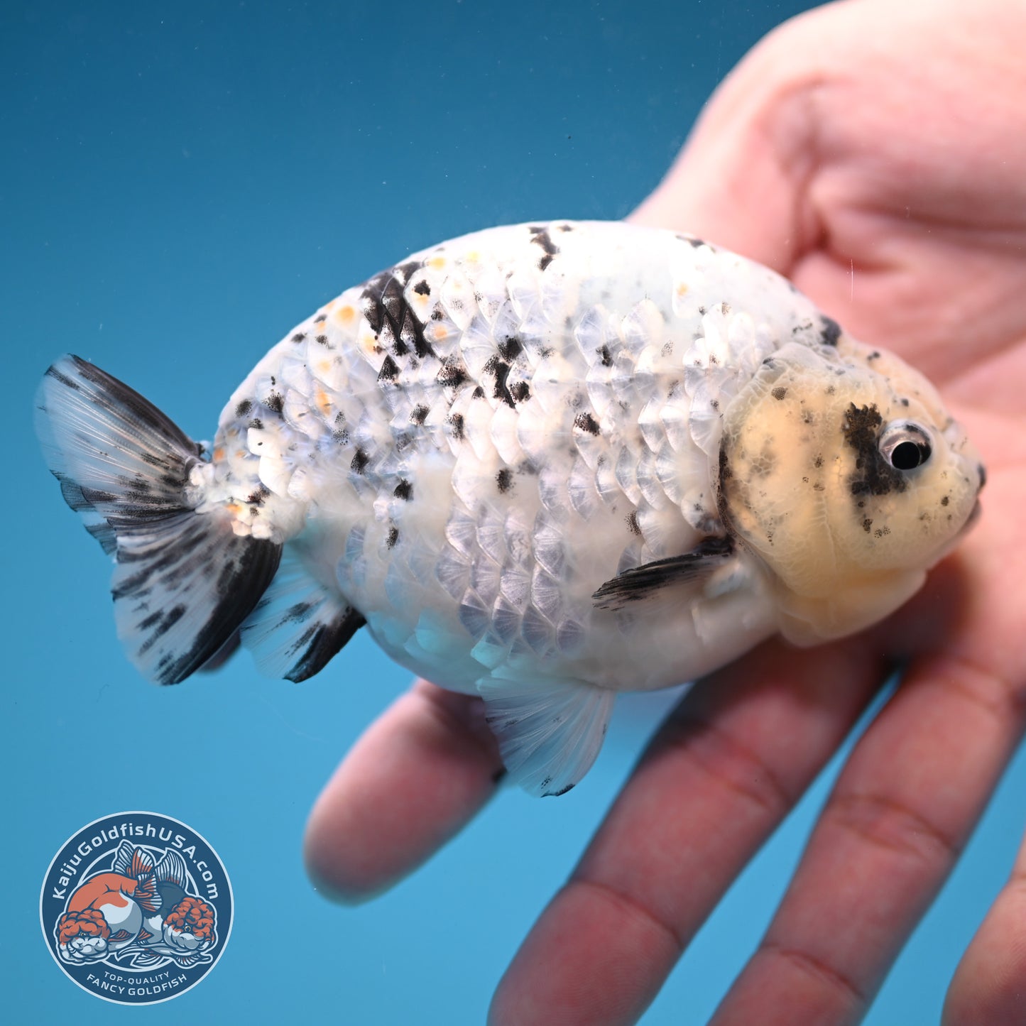 White Tiger Ranchu 4 inch Body (251114_RC06)