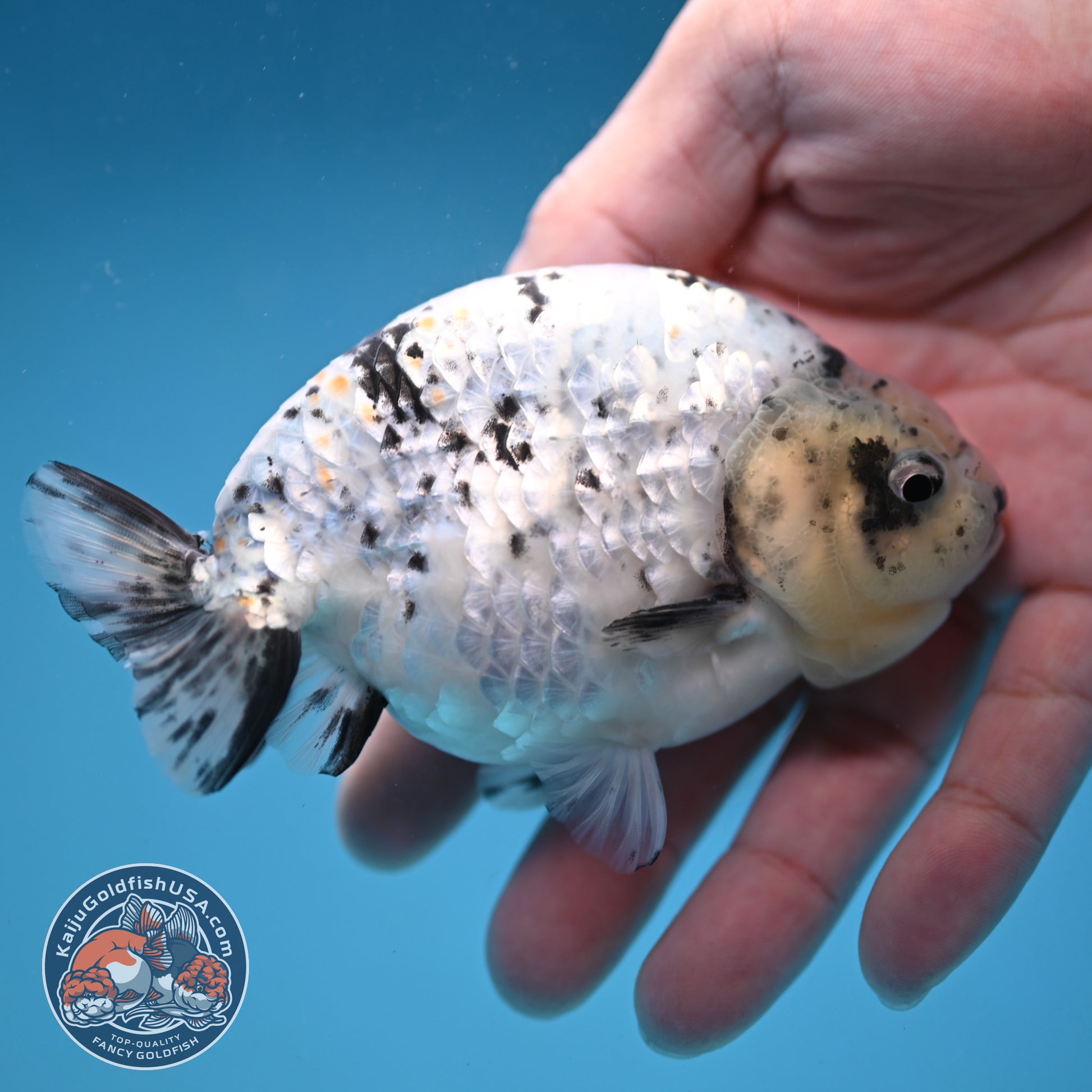 White Tiger Ranchu 4 inch Body (251114_RC06)