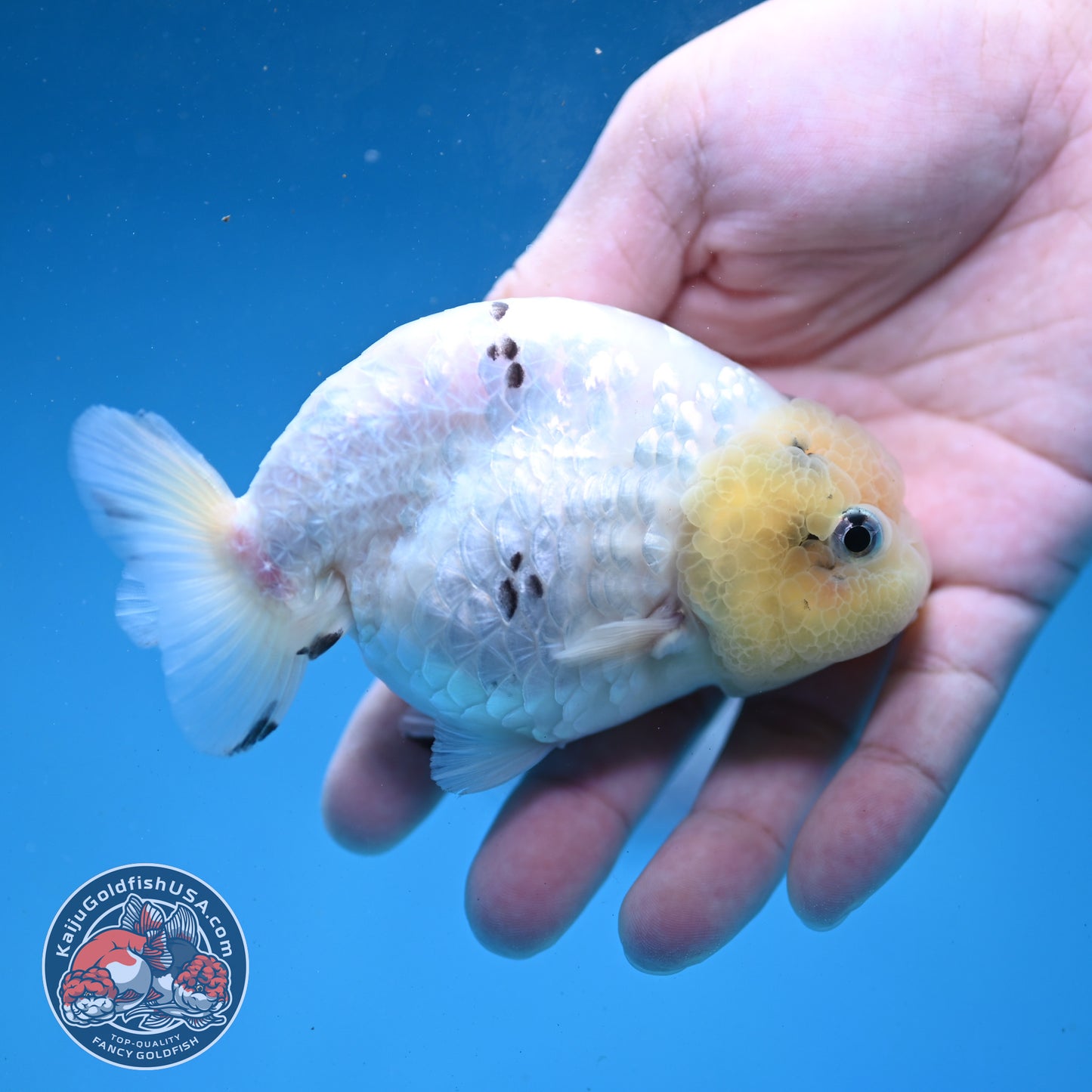 White Tiger Ranchu 4 inch Body (260227_RC06)