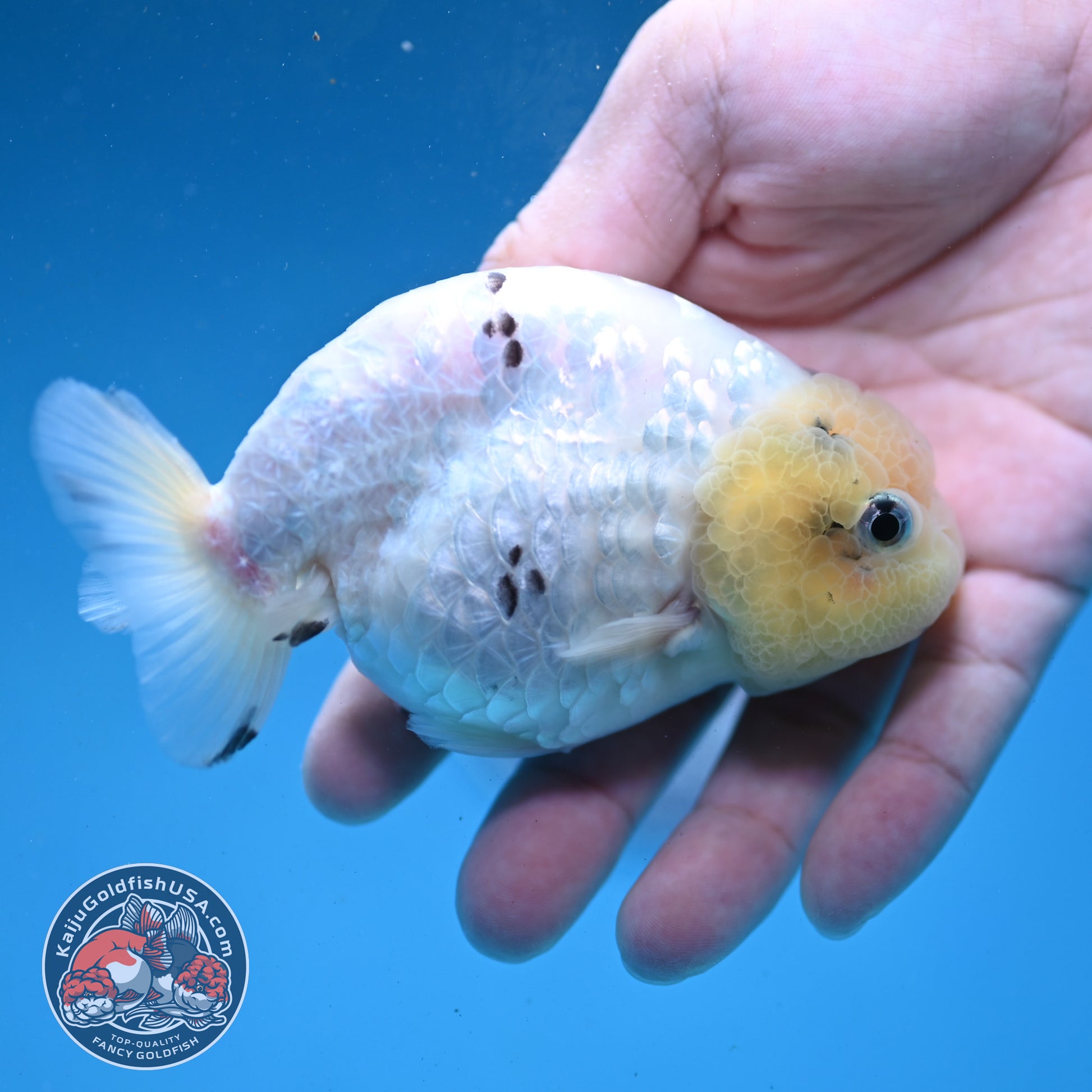 White Tiger Ranchu 4 inch Body (260227_RC06)