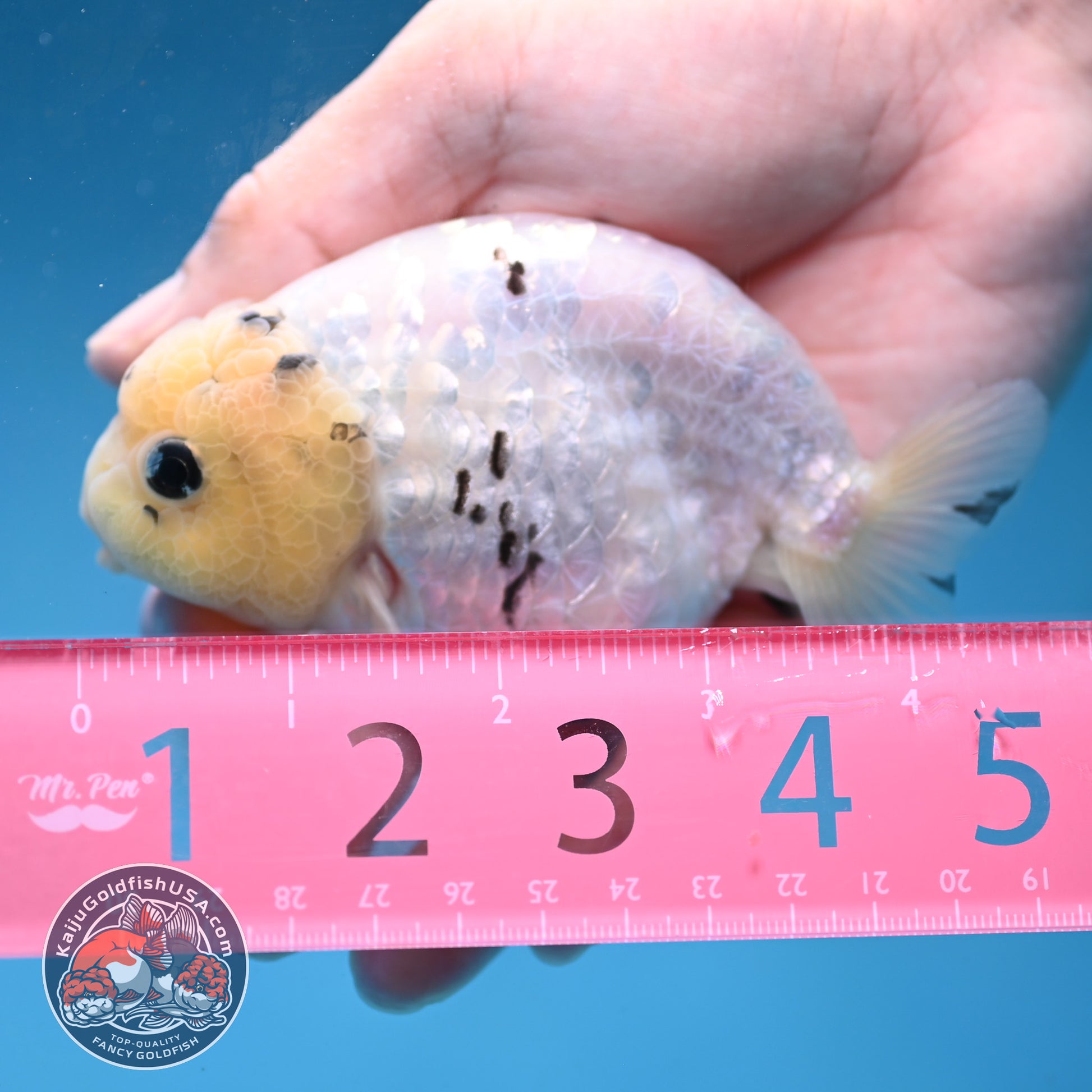 White Tiger Ranchu 4 inch Body (260227_RC06)