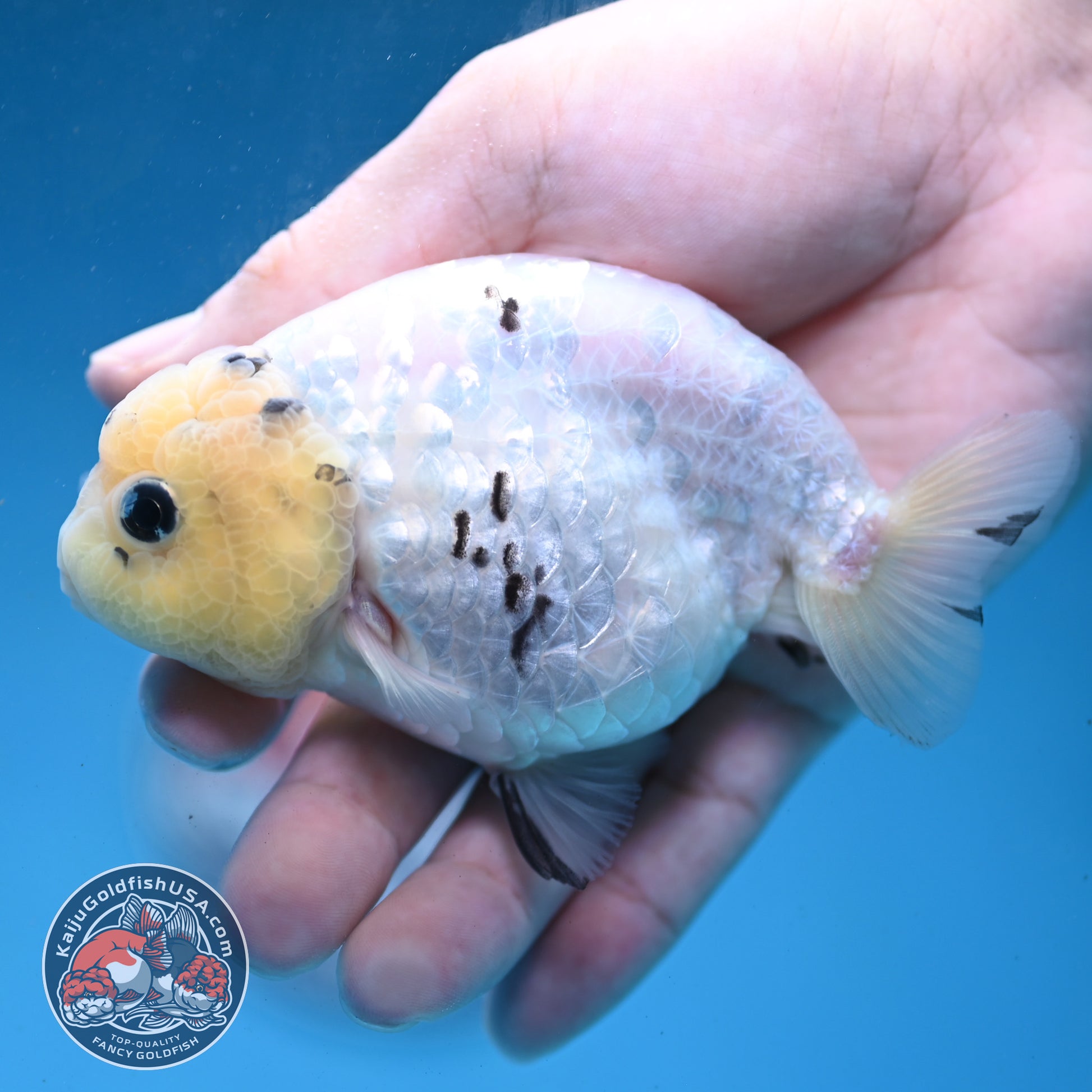 White Tiger Ranchu 4 inch Body (260227_RC06)