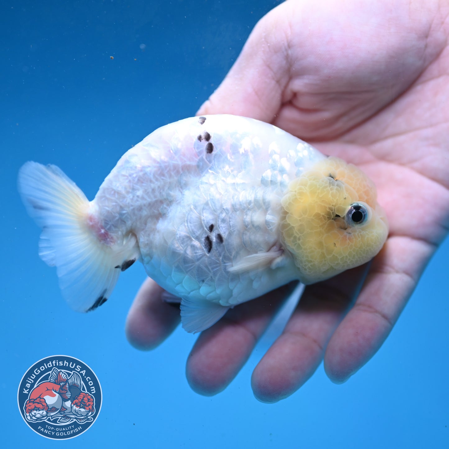 White Tiger Ranchu 4 inch Body (260227_RC06)