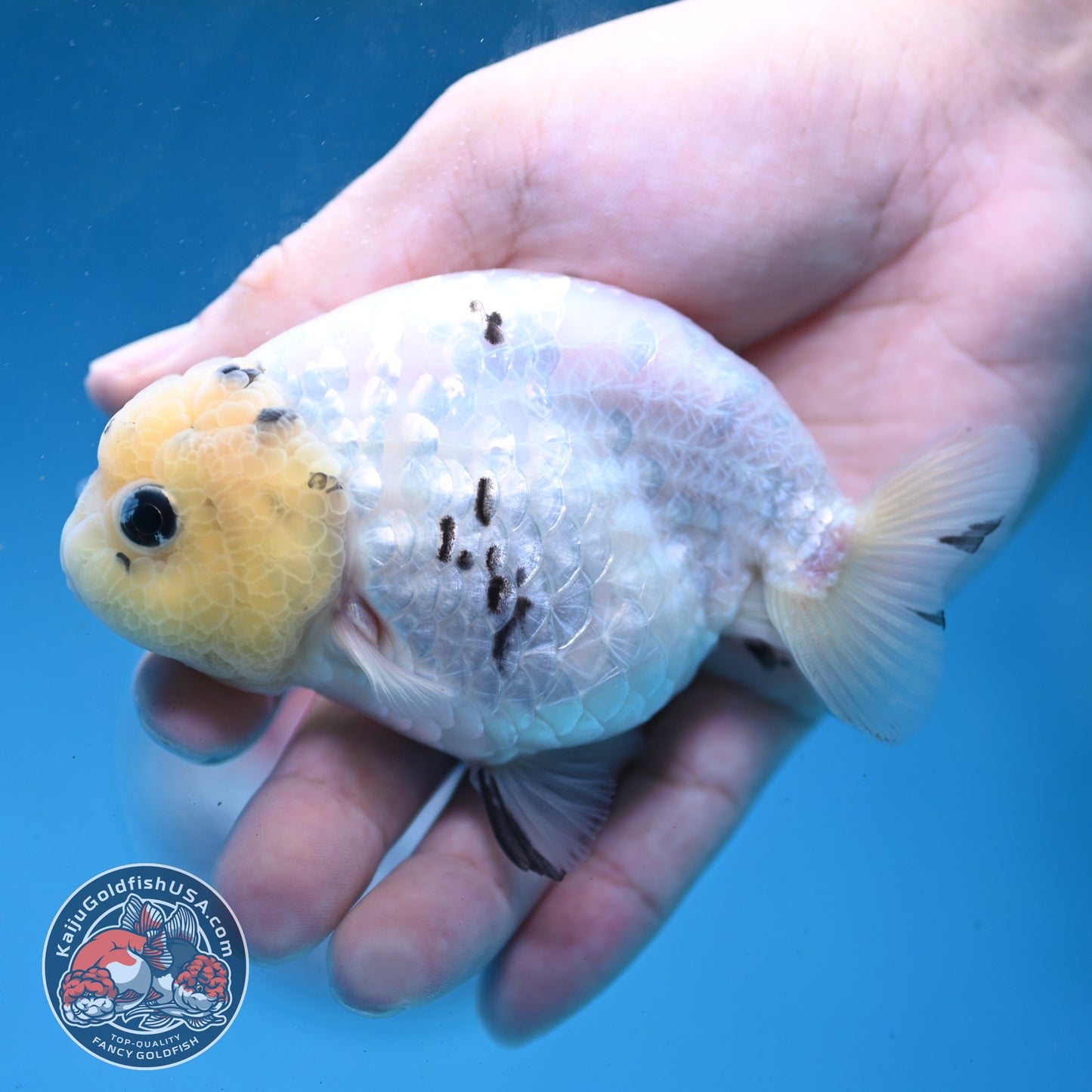 White Tiger Ranchu 4 inch Body (260227_RC06)