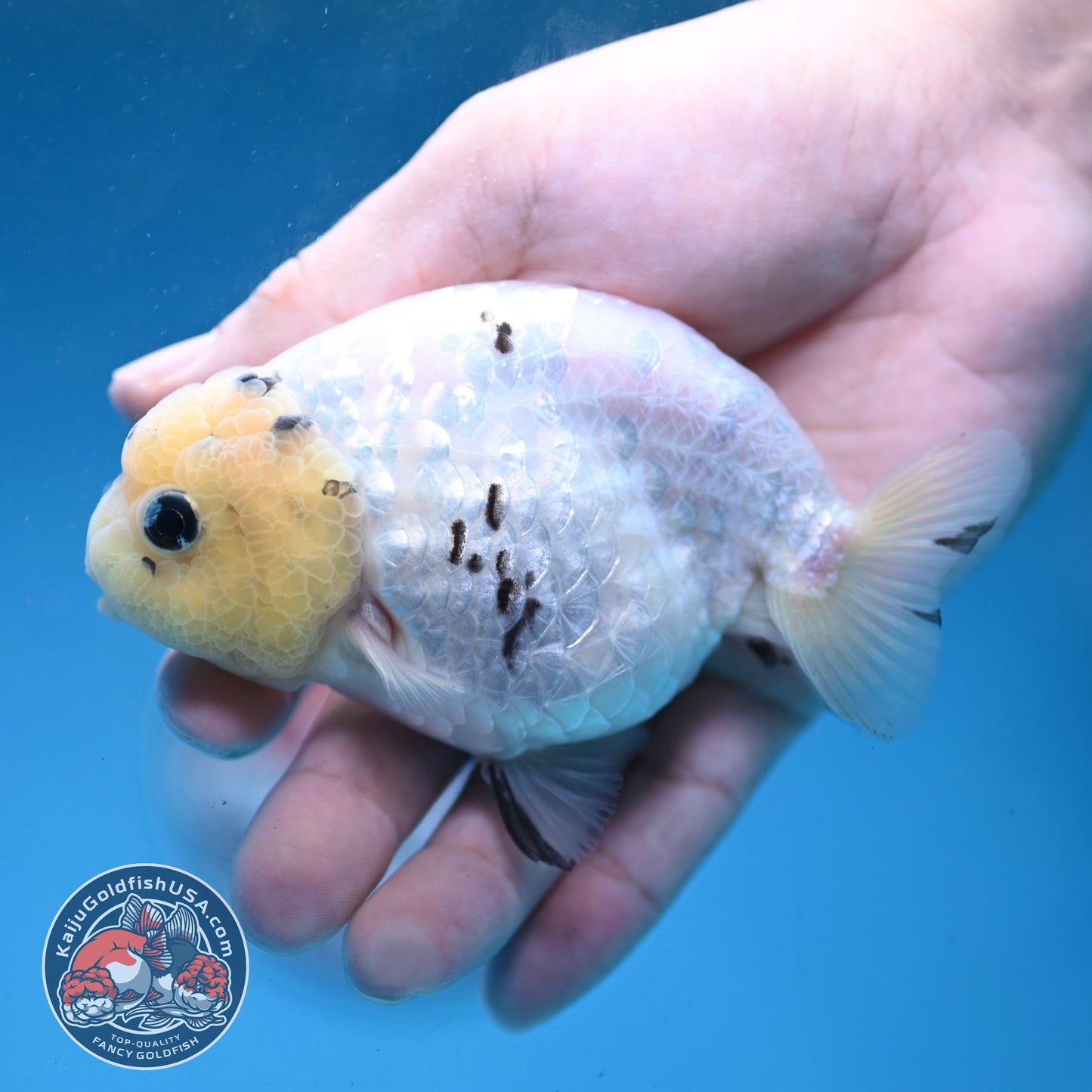 White Tiger Ranchu 4 inch Body (260227_RC06)